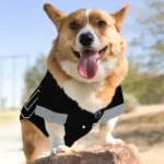 Custom Black and Gray Classic Style Dog Jersey – Personalized with Name and Number