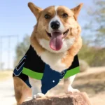 Custom Black, Blue and Hot Green Classic Style Dog Jersey – Personalized with Name and Number