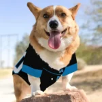 customized-detroit-lions-tuxedo-print-blue-black-pet-jersey-best-selling.webp