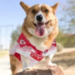 customized-kansas-city-chiefs-hexagon-burst-red-white-pet-jersey-best-selling.webp